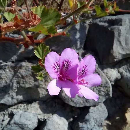 Logra-sol Nyaraló Figueira da Foz